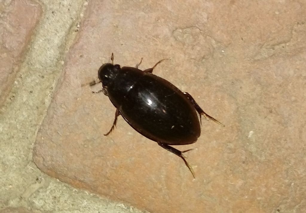 Hydrophilus sp.